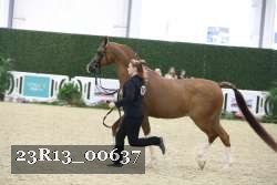 23R13_00637 thumbnail
