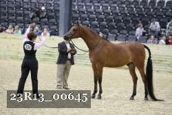23R13_00645 thumbnail