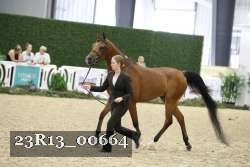 23R13_00664 thumbnail