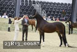 23R13_00687 thumbnail