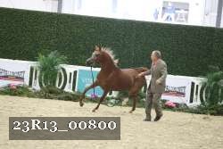 23R13_00800 thumbnail
