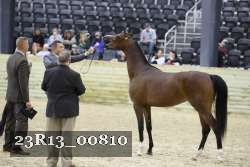 23R13_00810 thumbnail