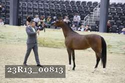 23R13_00813 thumbnail