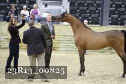23R13_00825 thumbnail