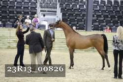 23R13_00826 thumbnail
