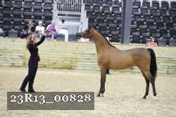 23R13_00828 thumbnail