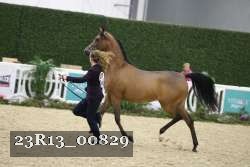23R13_00829 thumbnail