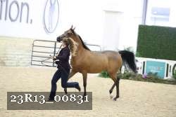 23R13_00831 thumbnail