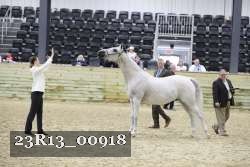 23R13_00918 thumbnail