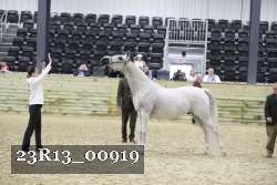 23R13_00919 thumbnail