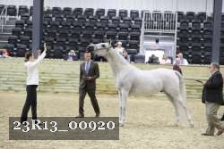 23R13_00920 thumbnail