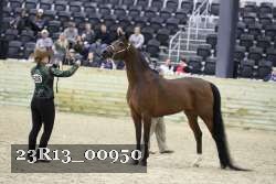 23R13_00950 thumbnail