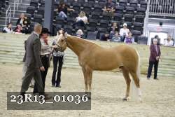 23R13_01036 thumbnail