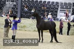 23R13_01049 thumbnail