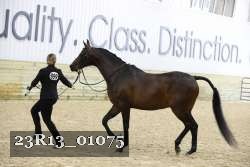23R13_01075 thumbnail