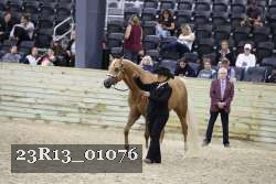 23R13_01076 thumbnail