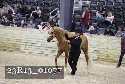 23R13_01077 thumbnail