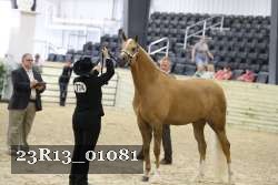 23R13_01081 thumbnail