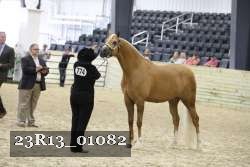 23R13_01082 thumbnail