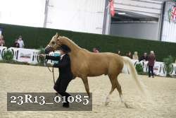 23R13_01085 thumbnail