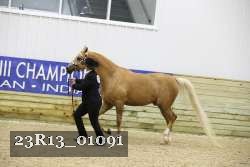 23R13_01091 thumbnail