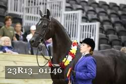 23R13_01146 thumbnail