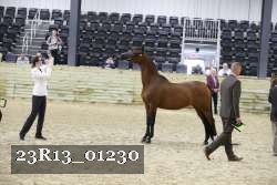 23R13_01230 thumbnail