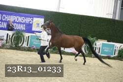 23R13_01233 thumbnail