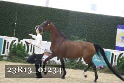 23R13_01234 thumbnail