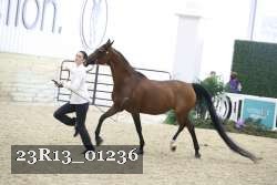 23R13_01236 thumbnail