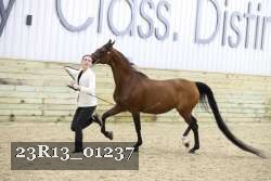 23R13_01237 thumbnail