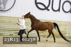 23R13_01238 thumbnail