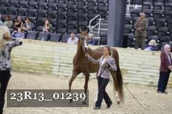 23R13_01239 thumbnail