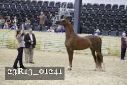 23R13_01241 thumbnail