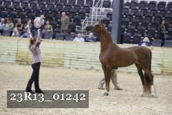 23R13_01242 thumbnail