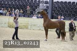 23R13_01243 thumbnail