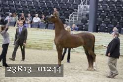 23R13_01244 thumbnail