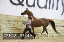 23R13_01246 thumbnail