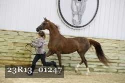 23R13_01247 thumbnail