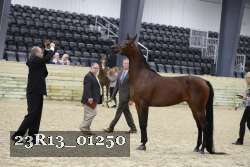 23R13_01250 thumbnail