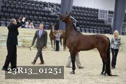 23R13_01251 thumbnail