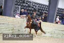 23R13_01607 thumbnail