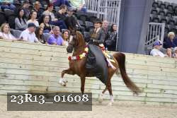 23R13_01608 thumbnail