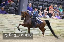 23R13_02919 thumbnail