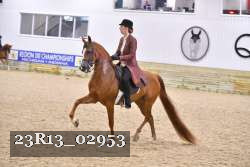 23R13_02953 thumbnail