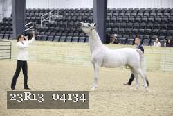 23R13_04134 thumbnail
