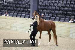 23R13_04161 thumbnail