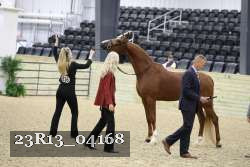 23R13_04168 thumbnail