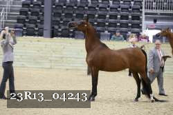 23R13_04243 thumbnail