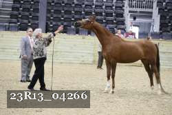 23R13_04266 thumbnail
